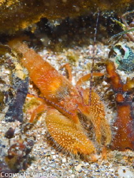 Snapping shrimp - true it snapped me! Alpheus sp. by Bill Van Eyk 